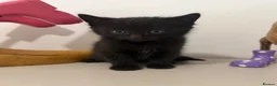 British Shorthair cats for sale: READY NOW Kittens  - Advert 5