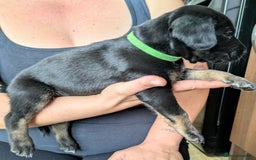 Mixed Breed dogs for sale: Jack, Springer X staffy, lurcher puppies - Image 1