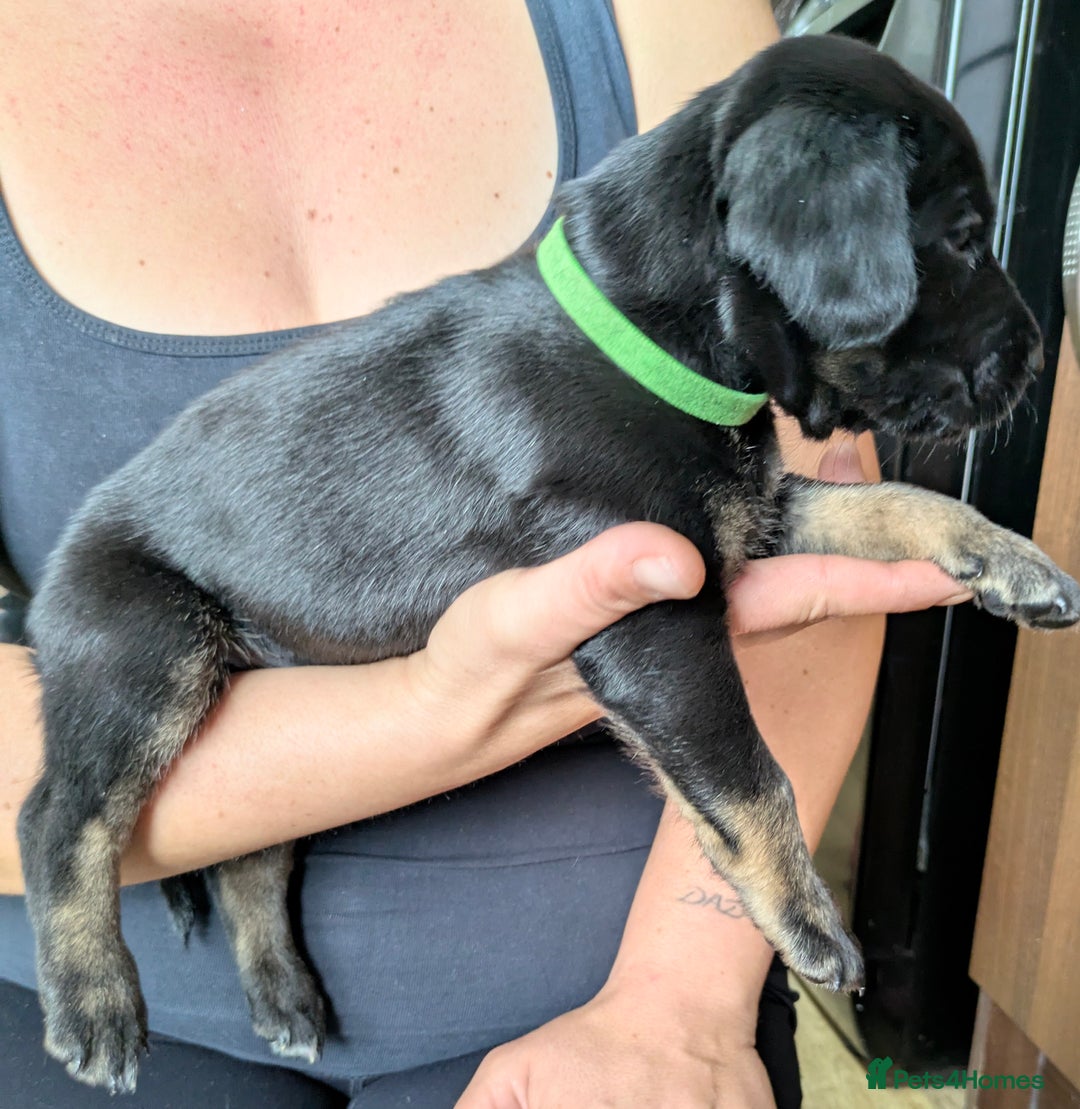 Mixed Breed dogs for sale: Jack, Springer X staffy, lurcher puppies - Image 1