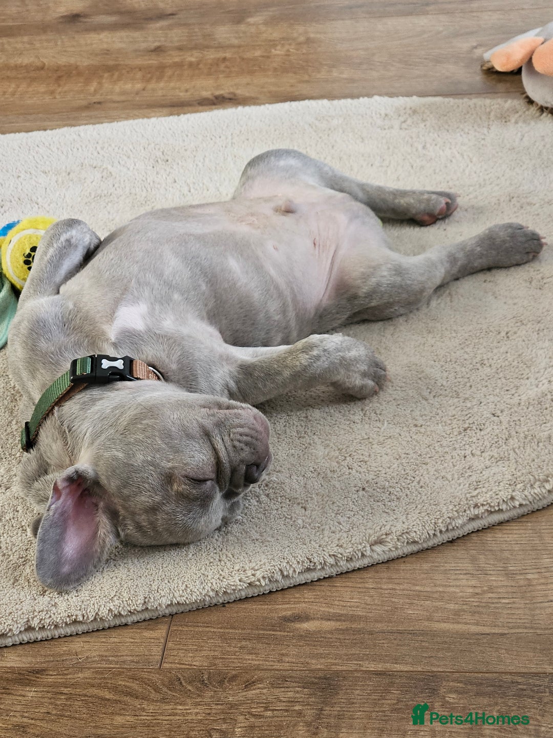 French Bulldog dogs for sale: Ralphie 12 week old French Bulldog - Image 5