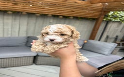 Cavapoochon dogs for sale: 5* Gorgeous F1b Cavapoochons - Image 4