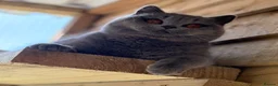 British Shorthair cats for sale: Beautiful girl  - Advert 5