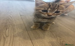 Bengal cats for sale: 9 week old kittens for sale - Advert 8