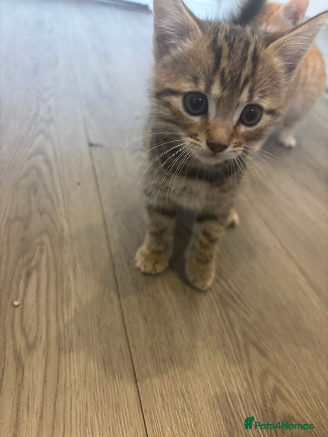 Bengal cats for sale: 9 week old kittens for sale - Advert 8