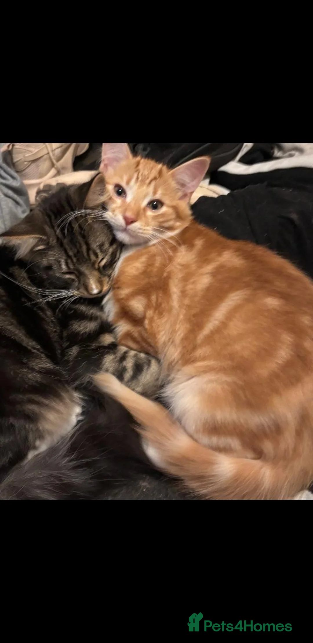British Longhair cats for sale: Cats for sale - Advert 2