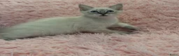 Ragdoll cats for sale: 2 Lynx ragdoll kittens ready to go NOW - Advert 13