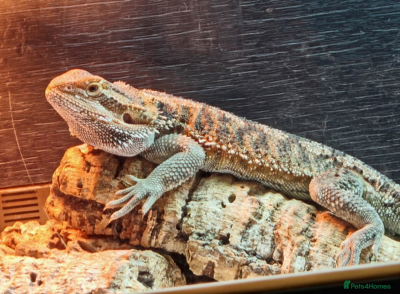 Bearded Dragon reptiles Bearded dragon - Advert 2