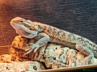Bearded Dragon reptiles Bearded dragon - Advert 1