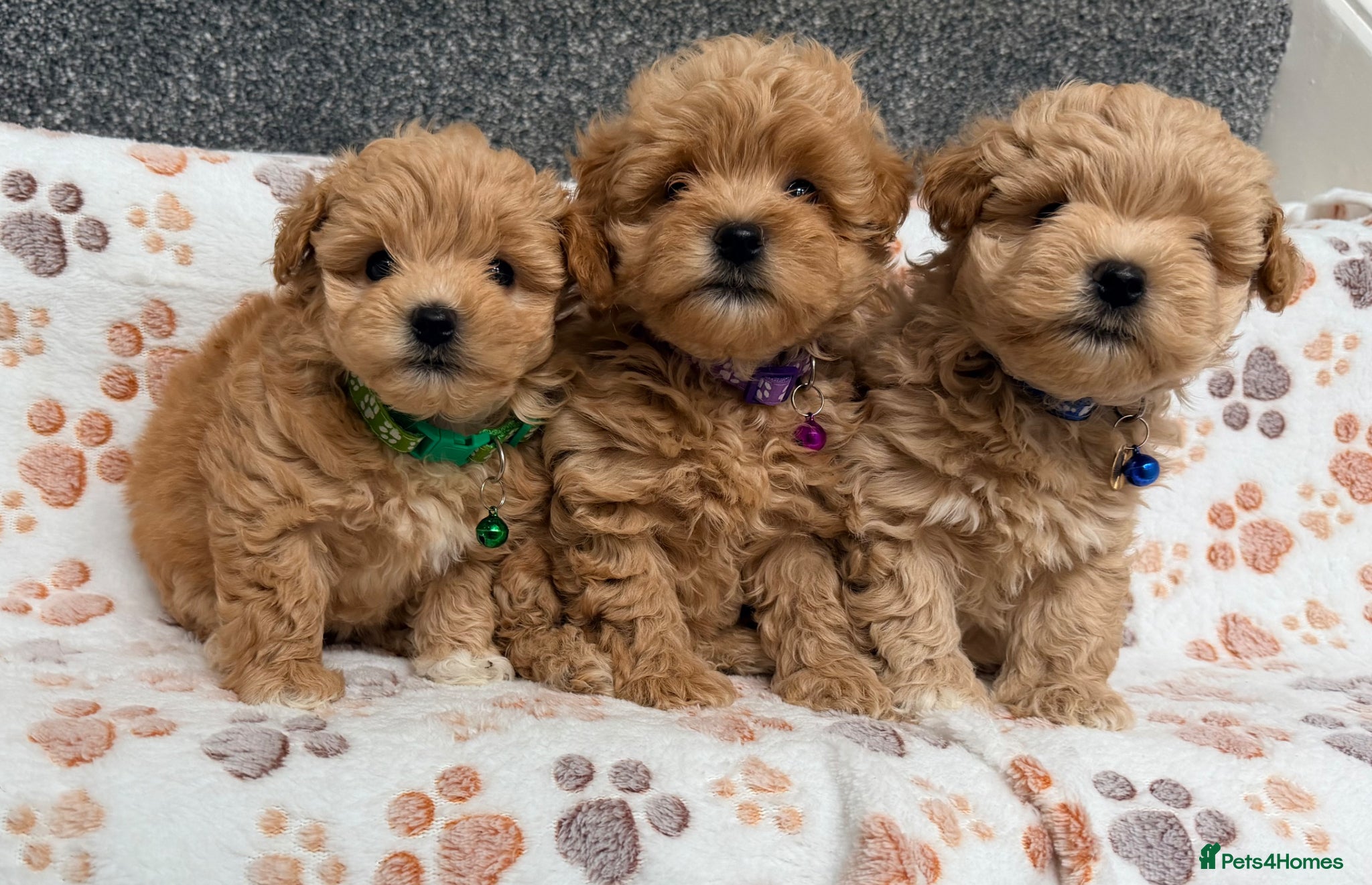 Maltipoo dogs 4 small and adorable puppies 🧸 - Advert 4