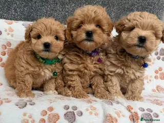 Maltipoo dogs 4 small and adorable puppies 🧸 - Advert 4