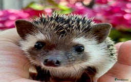 Pygmy Hedgehog rodents for sale: Pedigree African Pygmy Hedgehog 04.05.25 in Eastleigh - Image 1