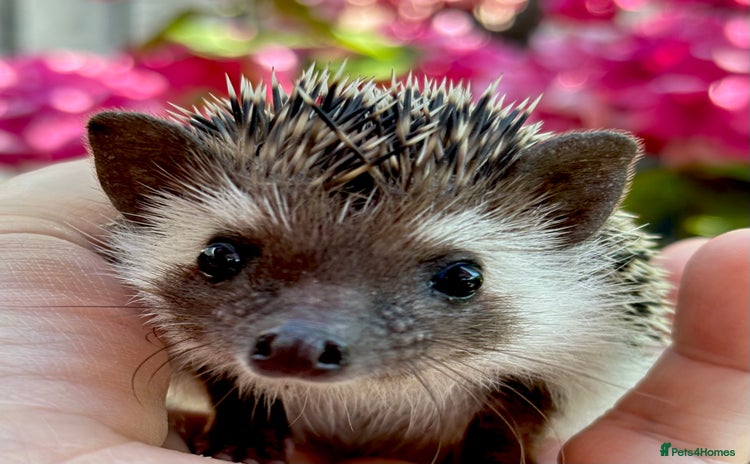 Pygmy Hedgehog rodents in Eastleigh - Advert 6