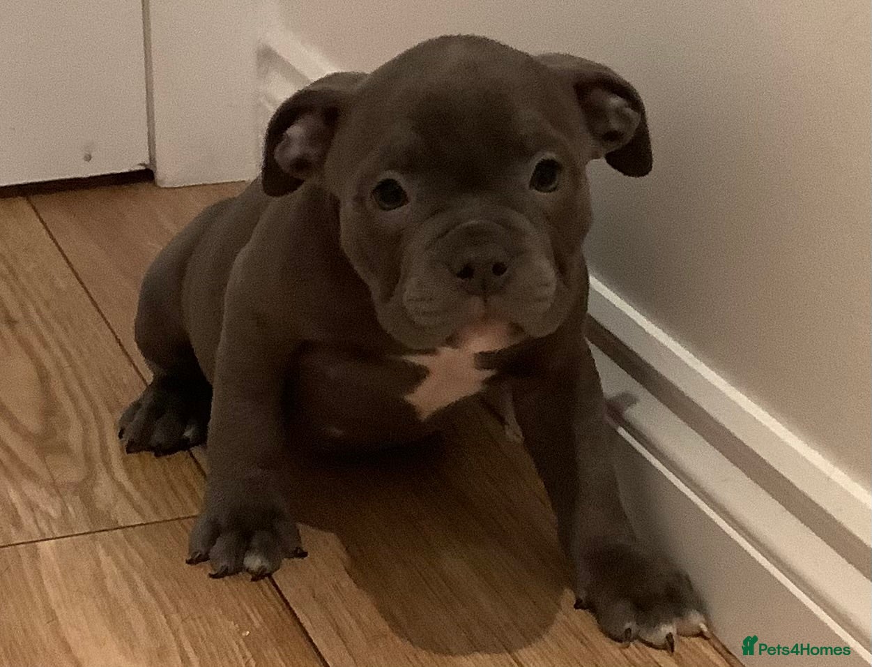 American Bully dogs Ready now! ABKC pocket bullies for sale.  - Advert 1