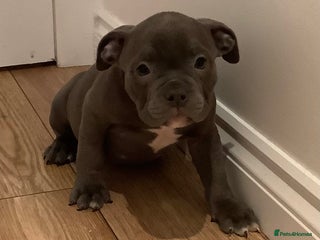 American Bully dogs Ready now! ABKC pocket bullies for sale. - Advert 2