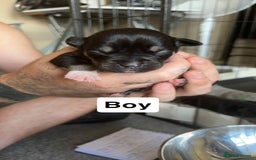 Mixed Breed dogs for sale: Staffy cross  - Image 10