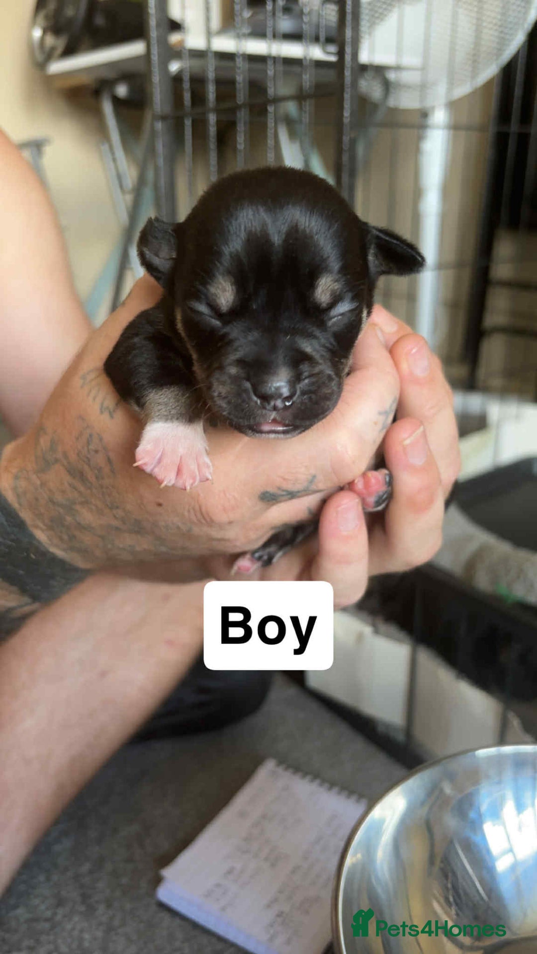 Mixed Breed dogs for sale: Staffy cross  - Image 10