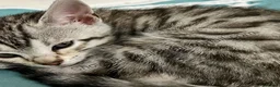 Bengal cats for sale: Bengal silverstorm and brown Rosette kittens - Advert 15