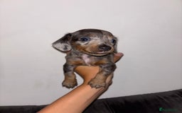 Miniature Dachshund dogs for sale: Miniature Dachshund  - Image 3