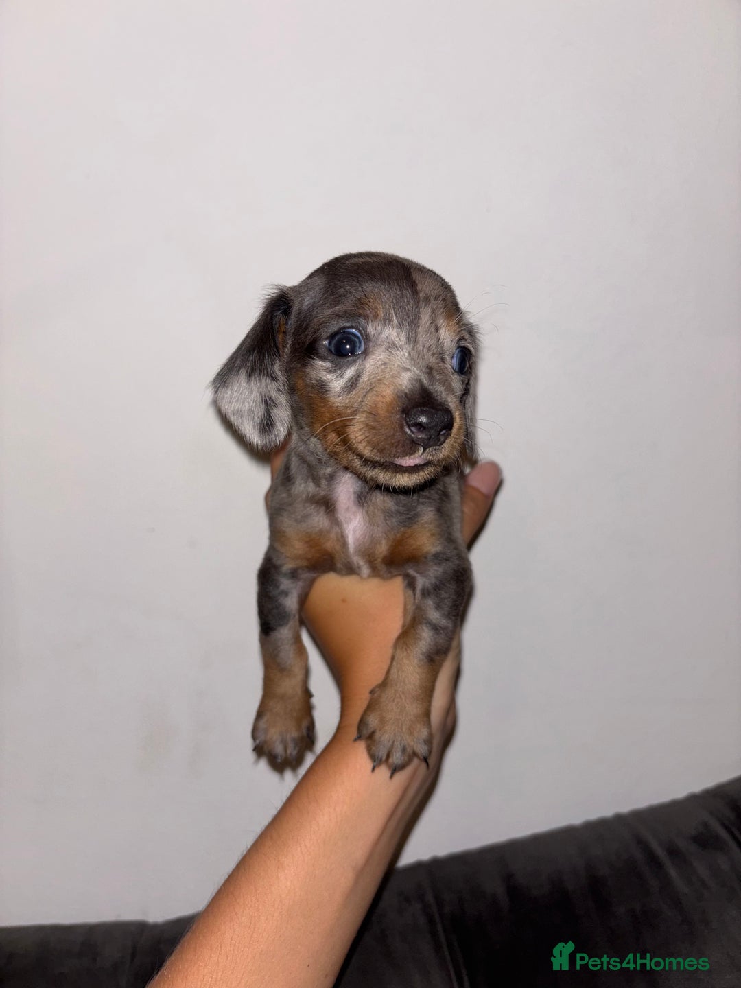 Miniature Dachshund dogs for sale: Miniature Dachshund  - Image 3
