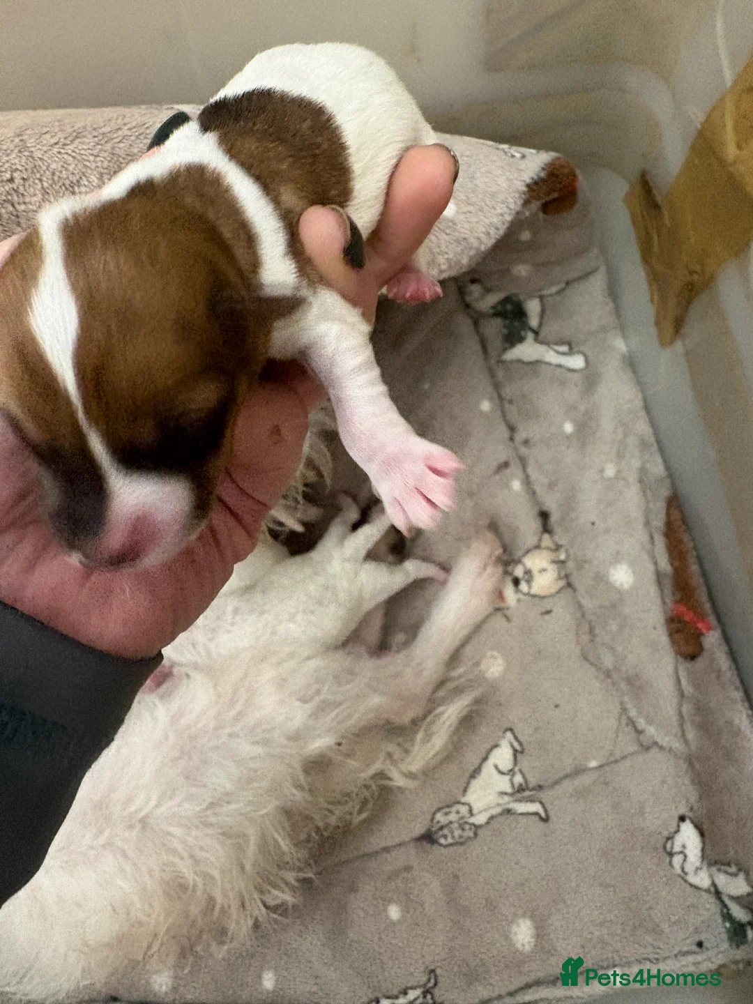 Jack Russell dogs for sale: Beautiful wire haired Jack Russell Puppies - Advert 7