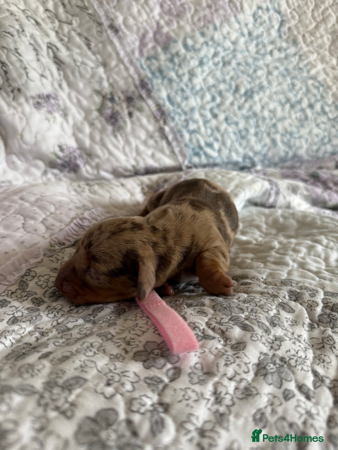 Miniature Dachshund dogs for sale: KC Registered Miniature Dachshunds (PRA Clear) - Image 8