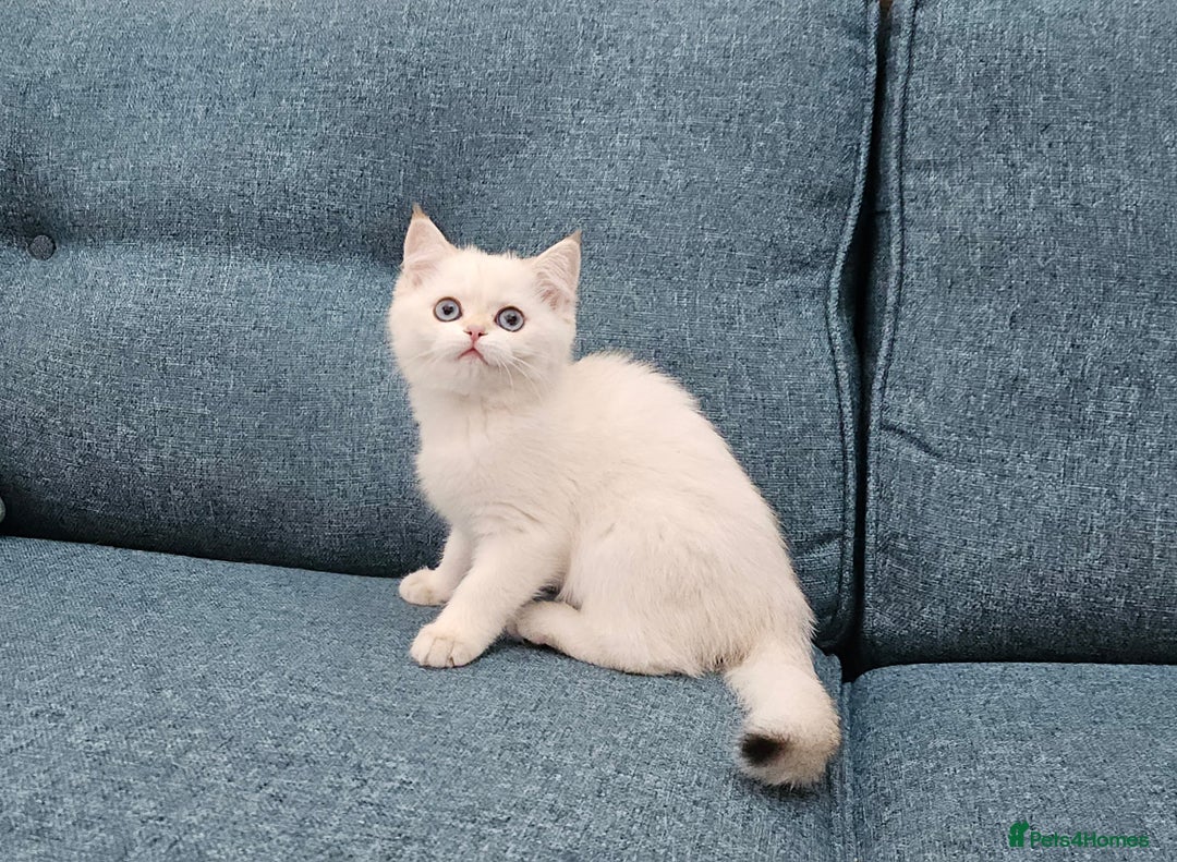 Scottish Fold cats for sale: Excellent Scottish straight kittens  - Image 28
