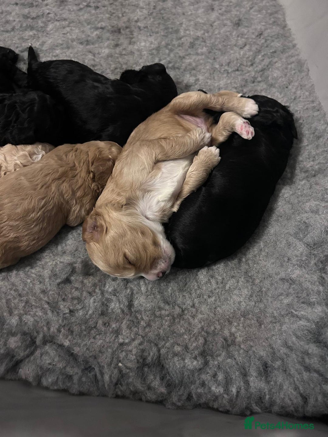 Cockapoo dogs for sale: Cockapoo puppies 3 girls 3 boys  - Image 14