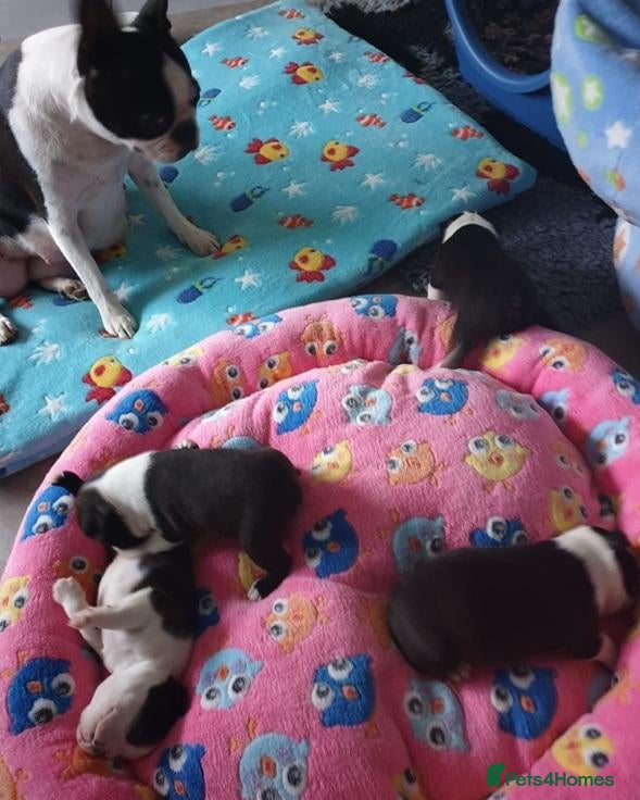 Boston Terrier dogs Little Lovebugs in Their Finest Tuxedos - Advert 3