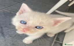 Domestic Shorthair cats for sale: 2 blue eyed Girls  - Image 9