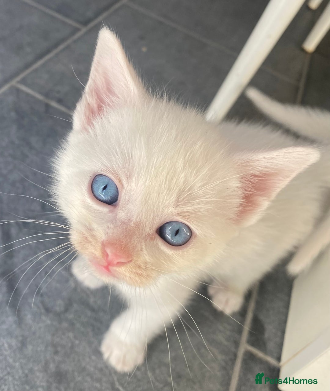 Domestic Shorthair cats for sale: 2 blue eyed Girls  - Image 9