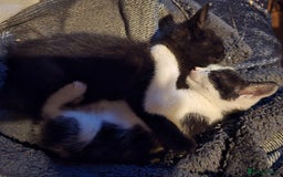 Mixed Breed cats for sale: 5 kittens for sale - Image 5