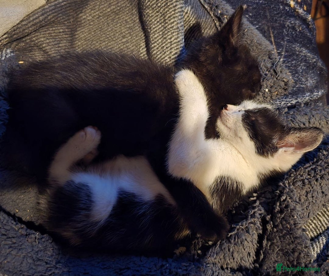 Mixed Breed cats for sale: 5 kittens for sale - Image 5