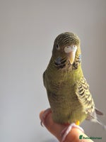 Budgerigars birds Tamed cock English Exhibition - Advert 2