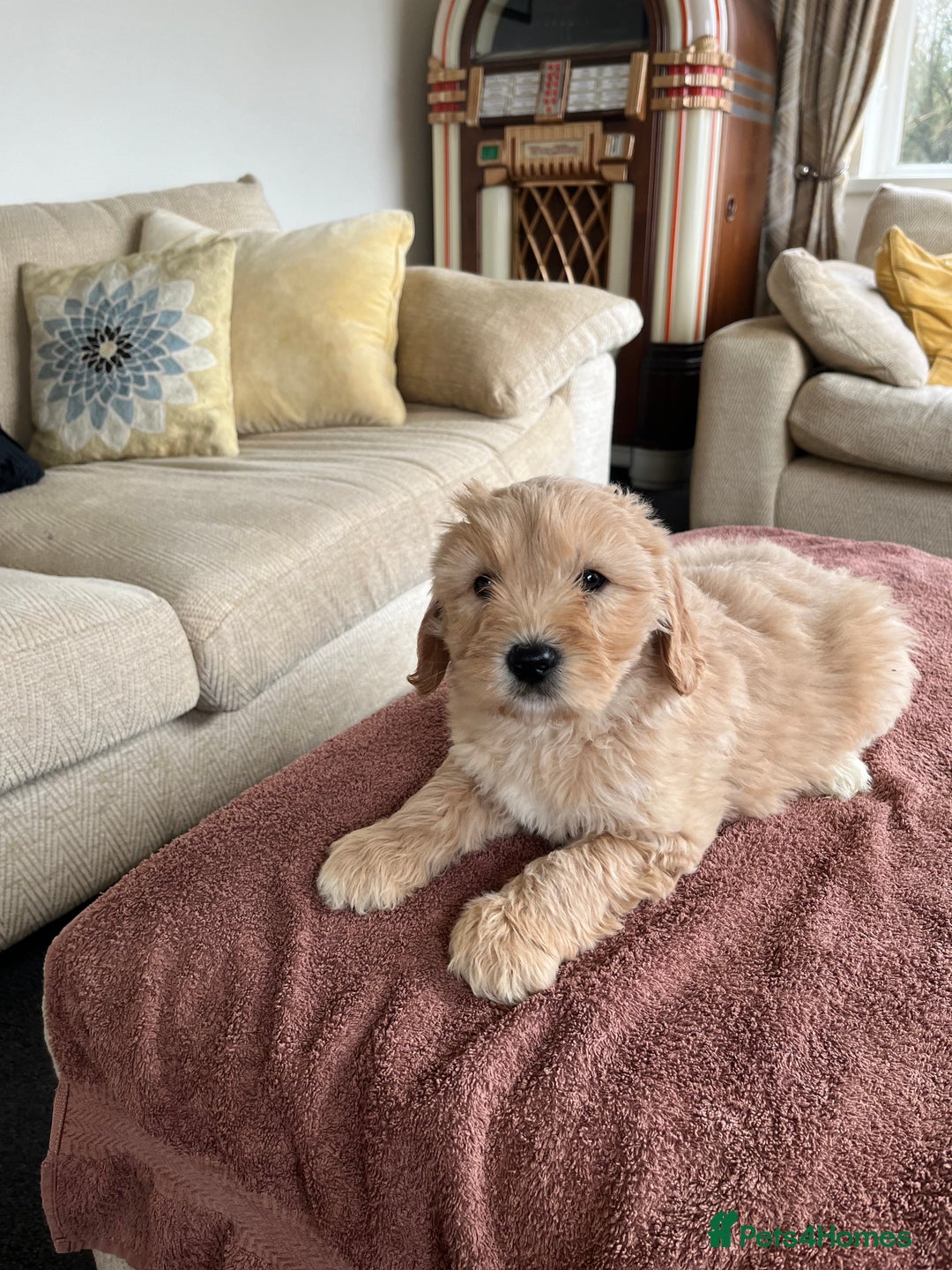 Labradoodle dogs for sale: Beautiful healthy Labradoodle Puppied - Advert 22