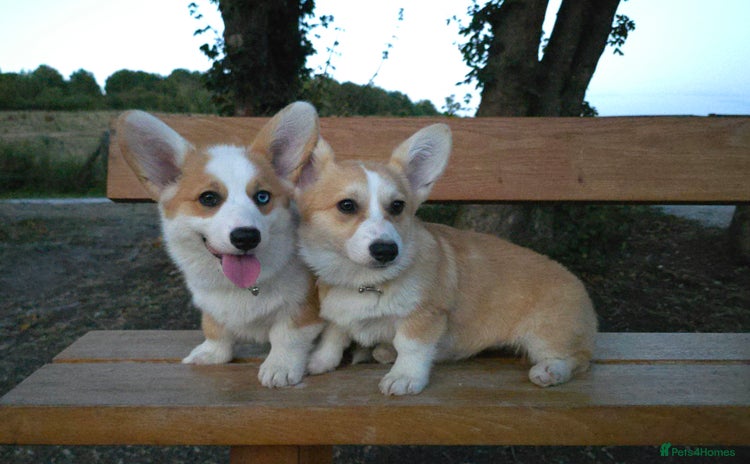 Welsh Corgi Pembroke dogs - Advert 15