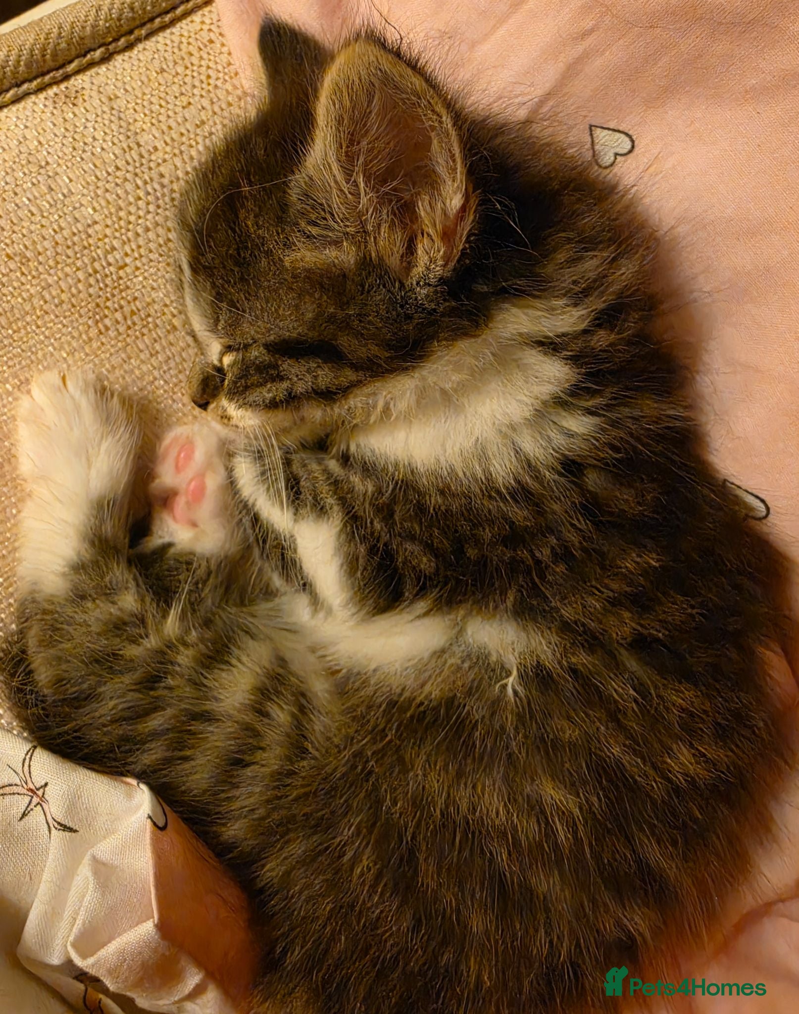 Mixed Breed cats 1/4 Maine coon kittens - Advert 17