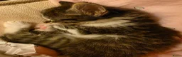Mixed Breed cats for sale: 1/4 Maine coon kittens in Wolverhampton - Advert 1