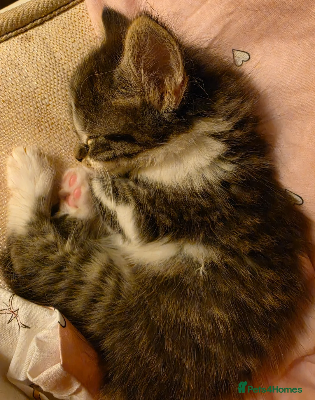 Mixed Breed cats for sale: 1/4 Maine coon kittens in Wolverhampton - Advert 1