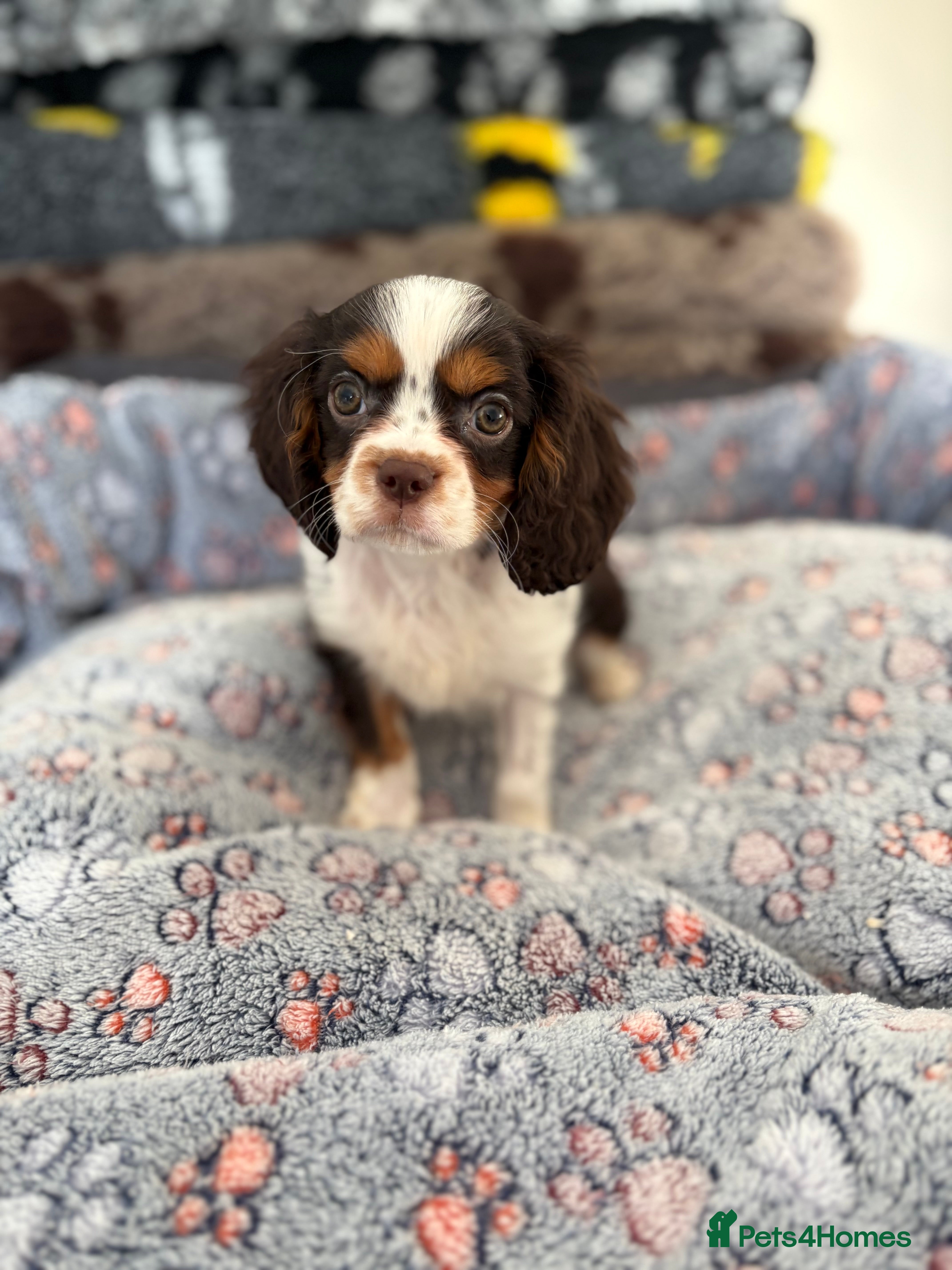 Cavalier King Charles Spaniel dogs KC TRI BOY LEFT 🍫health tested parents  - Advert 5