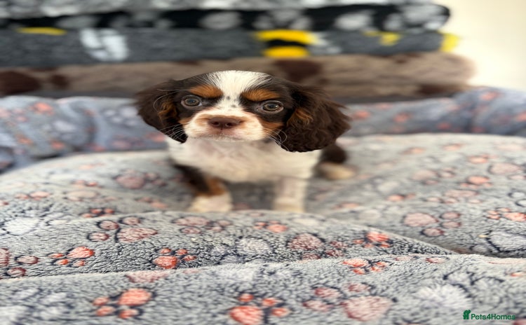 Cavalier King Charles Spaniel dogs KC TRI BOY LEFT 🍫health tested parents  - Advert 2
