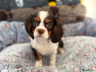 Cavalier King Charles Spaniel dogs KC TRI BOY LEFT 🍫health tested parents - Advert 14