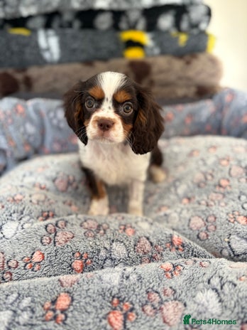 Cavalier King Charles Spaniel dogs KC TRI BOY LEFT 🍫health tested parents - Advert 2
