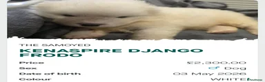 ​Django Frodo 