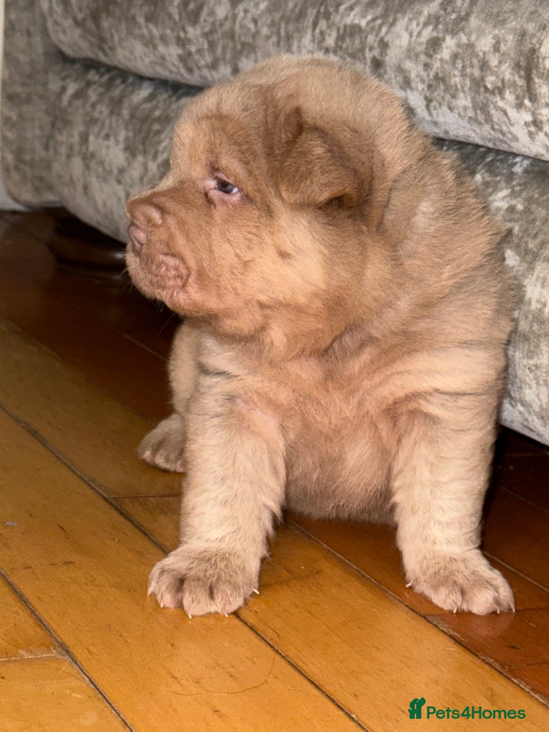 Shar Pei dogs for stud: Casanova - Tan pointed flower bear coat 🏆 - Image 7