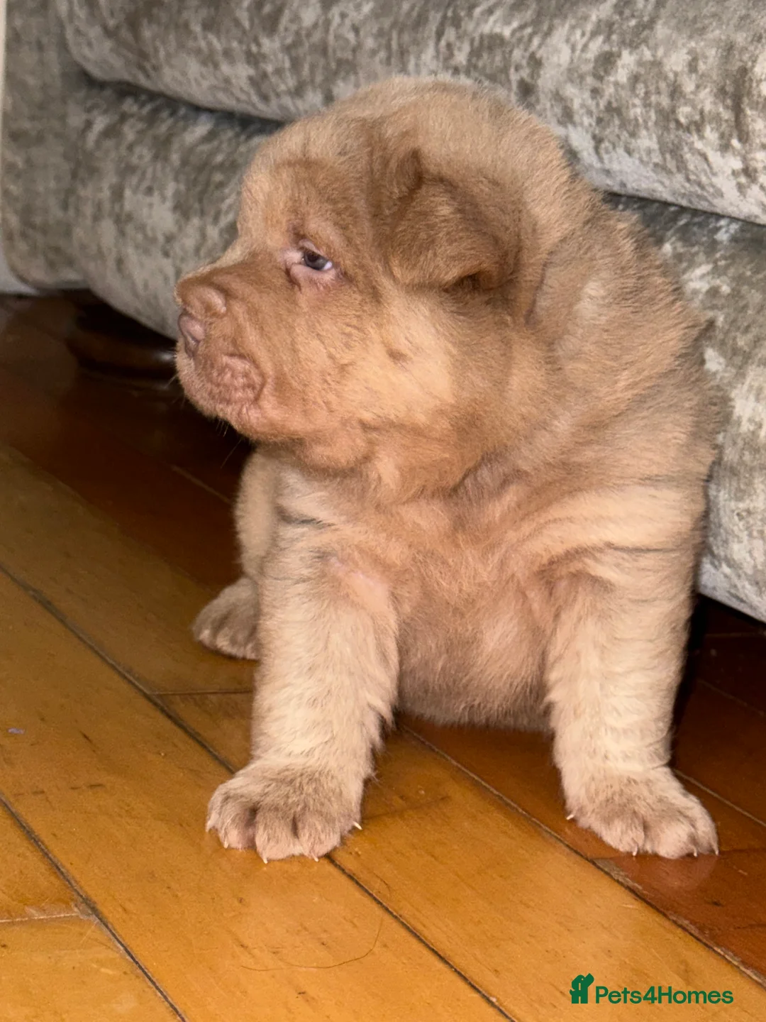 Shar Pei dogs for stud: Casanova - Tan pointed flower bear coat 🏆 - Advert 7