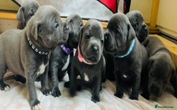 Staffordshire Bull Terrier dogs for sale: KC Registered Blue Staffordshire bull terrier - Image 31