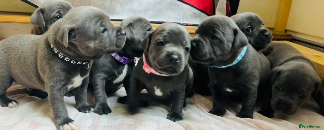 Staffordshire Bull Terrier dogs for sale: KC Registered Blue Staffordshire bull terrier - Image 31