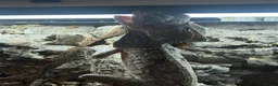 Lizard reptiles for sale: Indo/aussie frilled lizard  in Liverpool - Advert 5