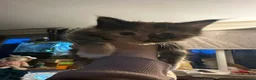 Maine Coon cats for sale: Beautiful TICA reg babies - Advert 3