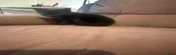 Mixed Breed cats for sale: Beautiful kittens - Advert 11